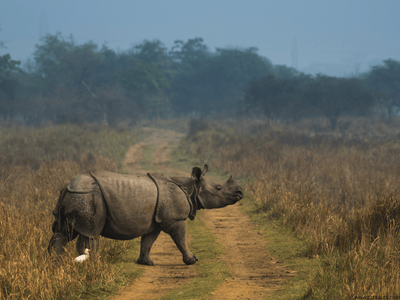 Kaziranga Tour Package (3 Days)